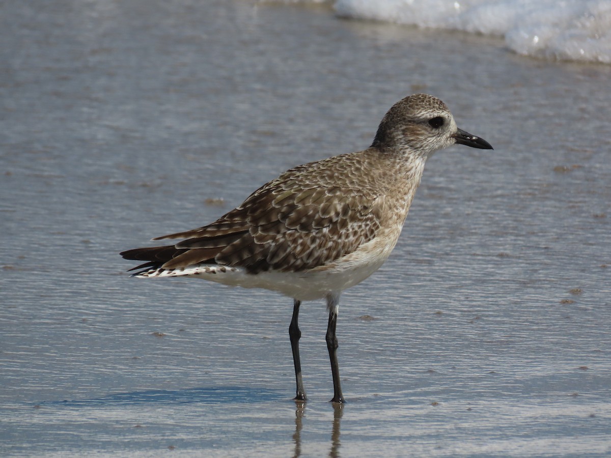 tundralo - ML535460501