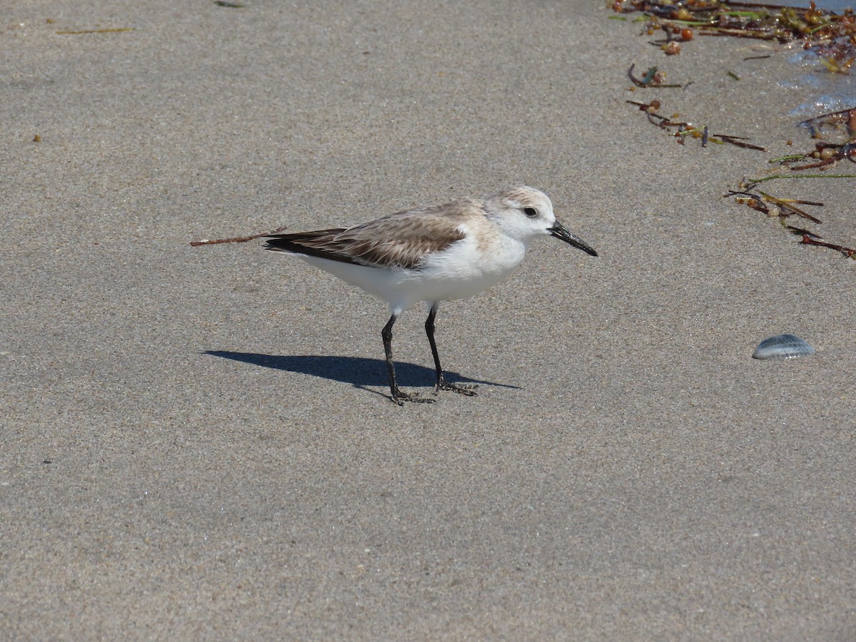 sandløper - ML535460741