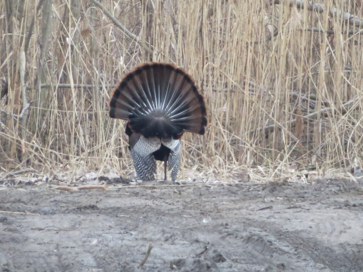 Wild Turkey - ML53546201