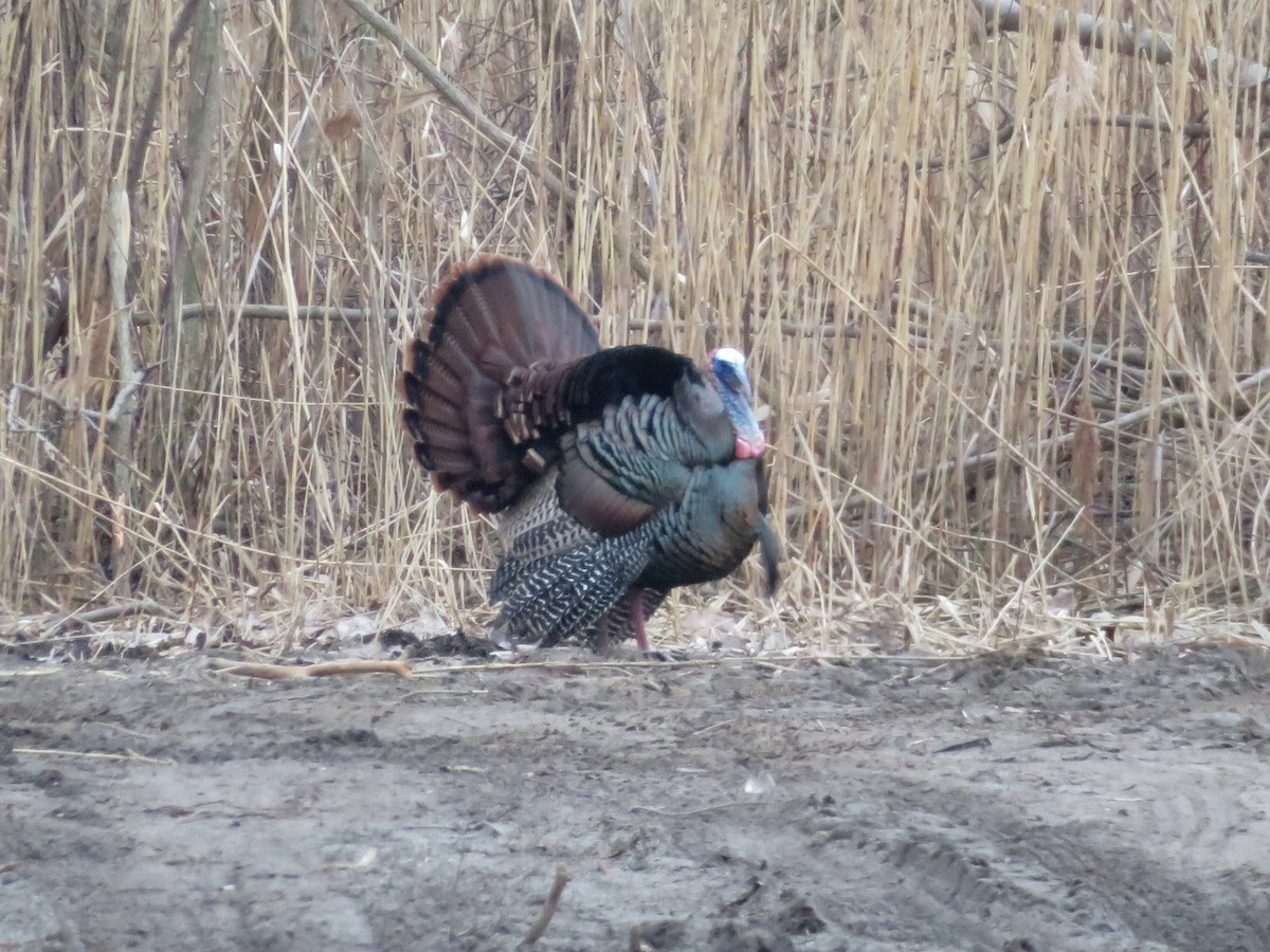 Wild Turkey - ML53546241