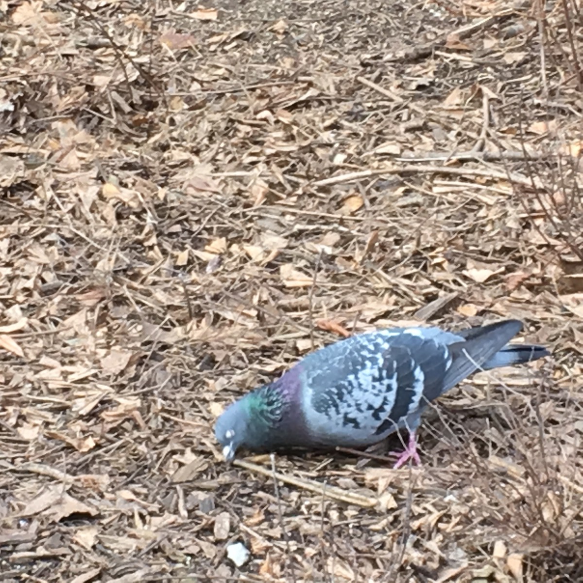 Rock Pigeon (Feral Pigeon) - ML53546381