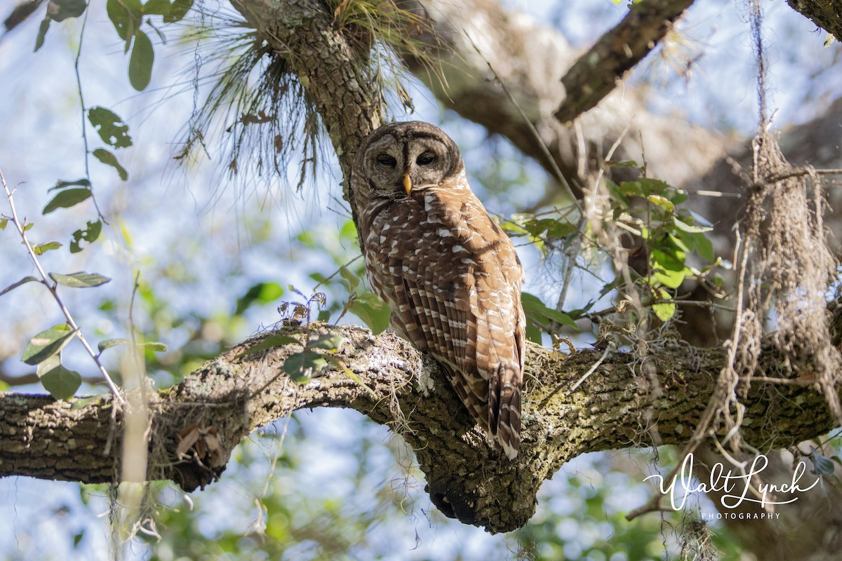 Barred Owl - ML535464051