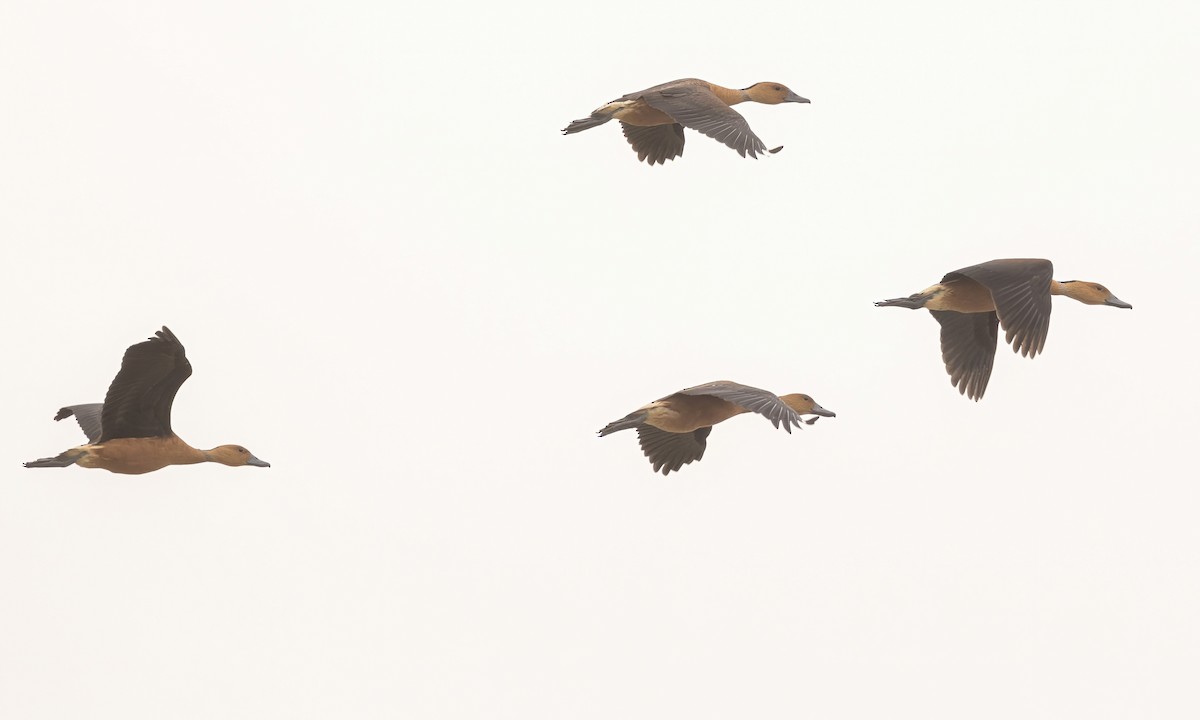 Fulvous Whistling-Duck - ML535464101