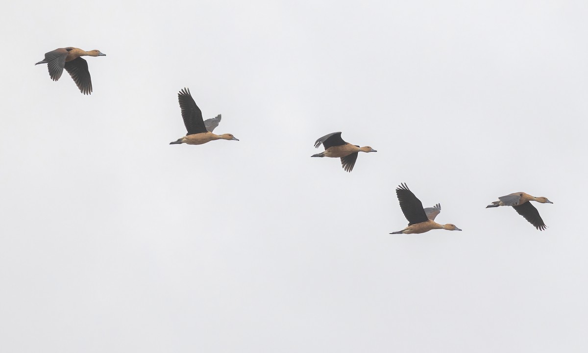 Fulvous Whistling-Duck - ML535464121