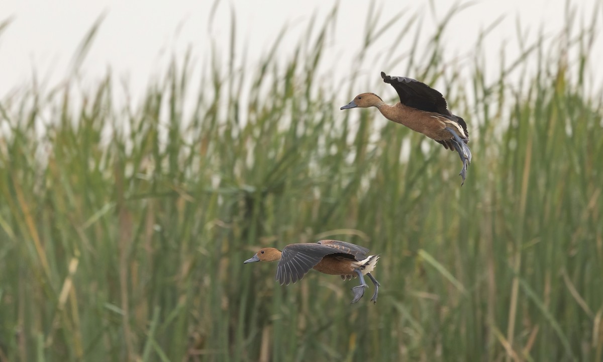 Fulvous Whistling-Duck - ML535464131