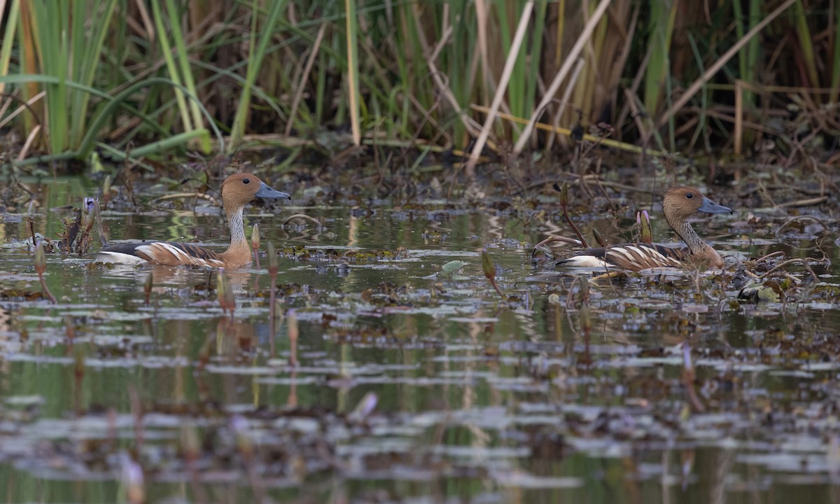 Fulvous Whistling-Duck - ML535464141