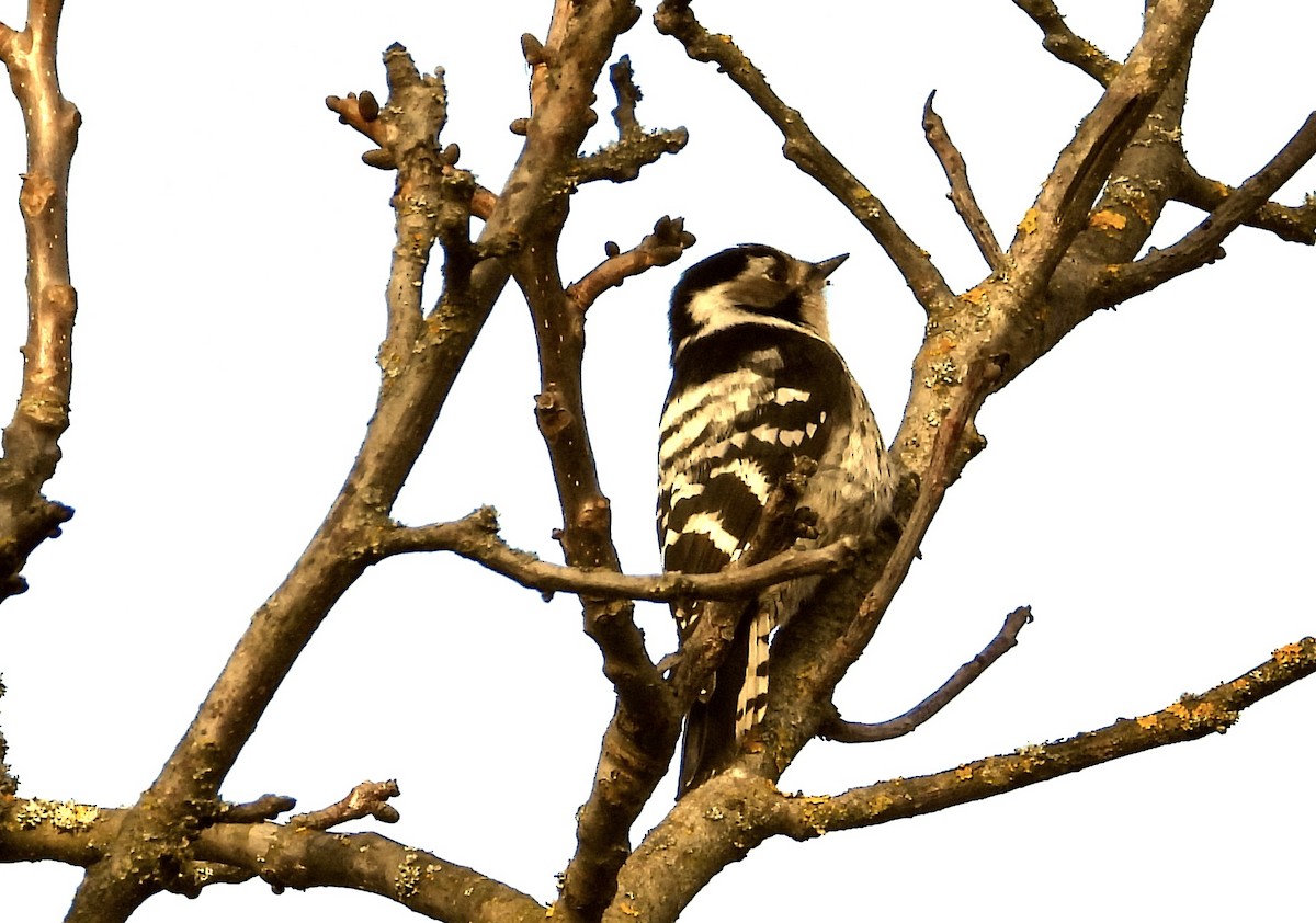 Lesser Spotted Woodpecker - ML535465691