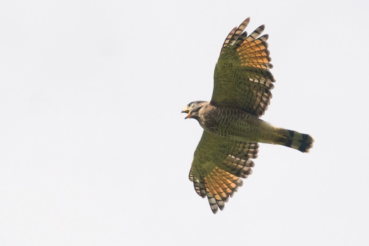Roadside Hawk - ML535465901