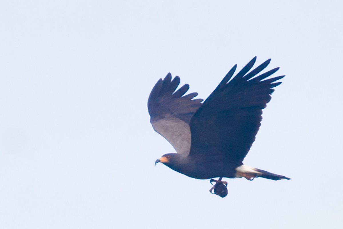 Schneckenbussard - ML535466061