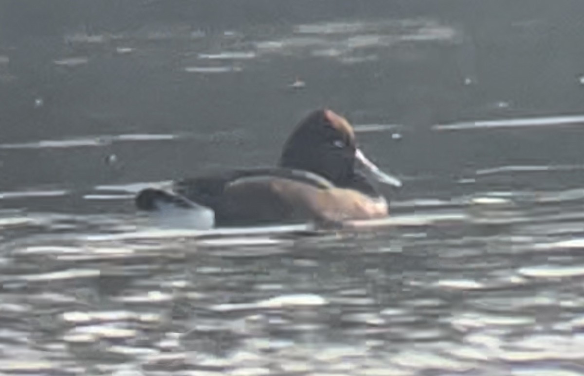 Ferruginous Duck - ML535466111