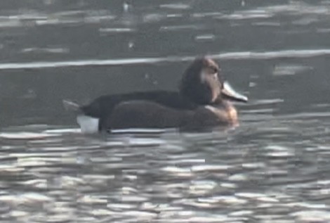 Ferruginous Duck - ML535466121