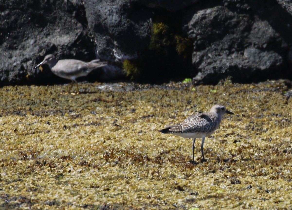 Black-bellied Plover - ML535466561