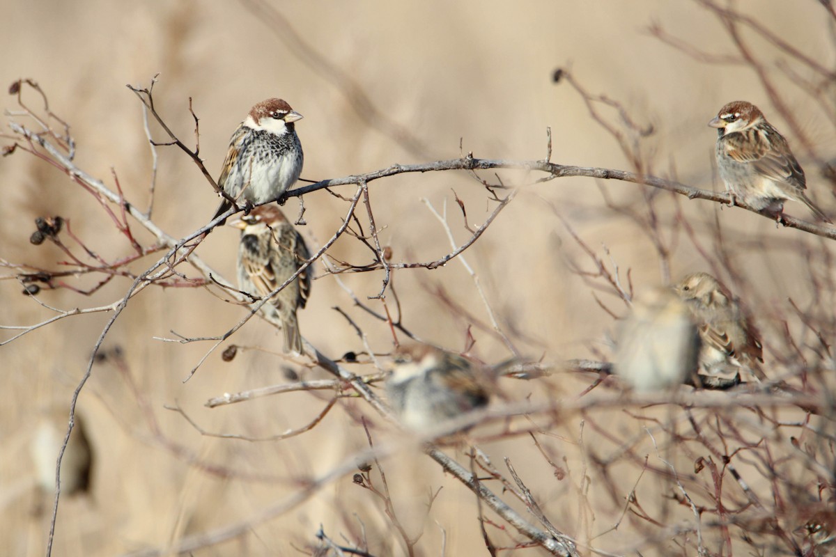 Spanish Sparrow - ML535468331