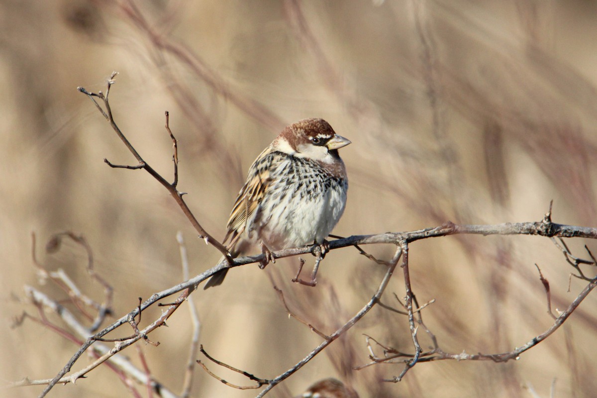 Spanish Sparrow - ML535468341
