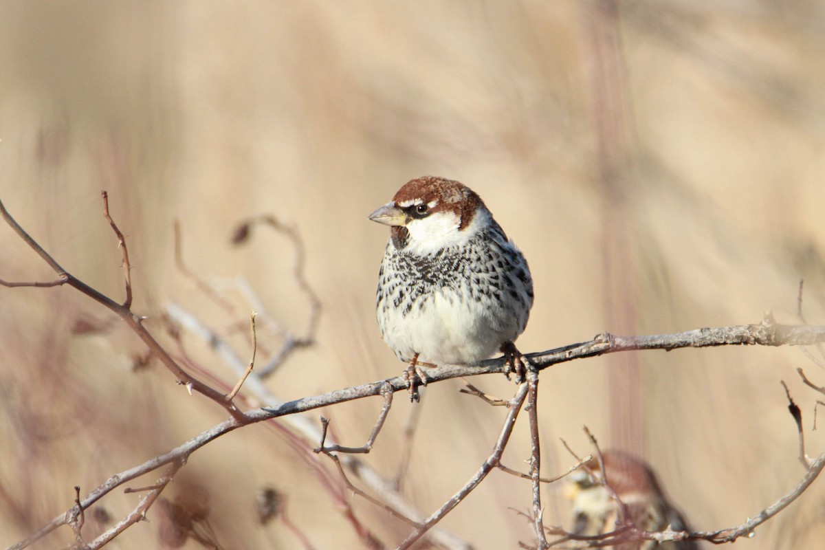 Spanish Sparrow - ML535468351