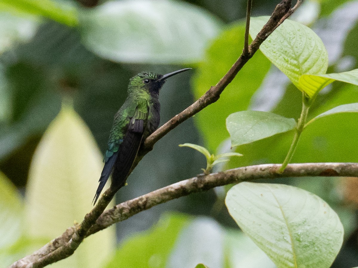 Black-throated Brilliant - ML535468701