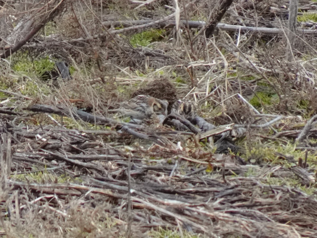 Lapland Longspur - Guy Williams