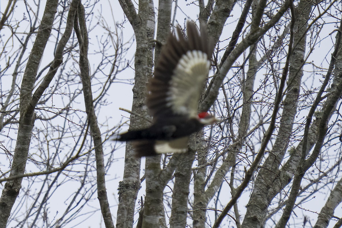 eBird Checklist - 15 Feb 2023 - Tanglewood Park--Nature Education ...