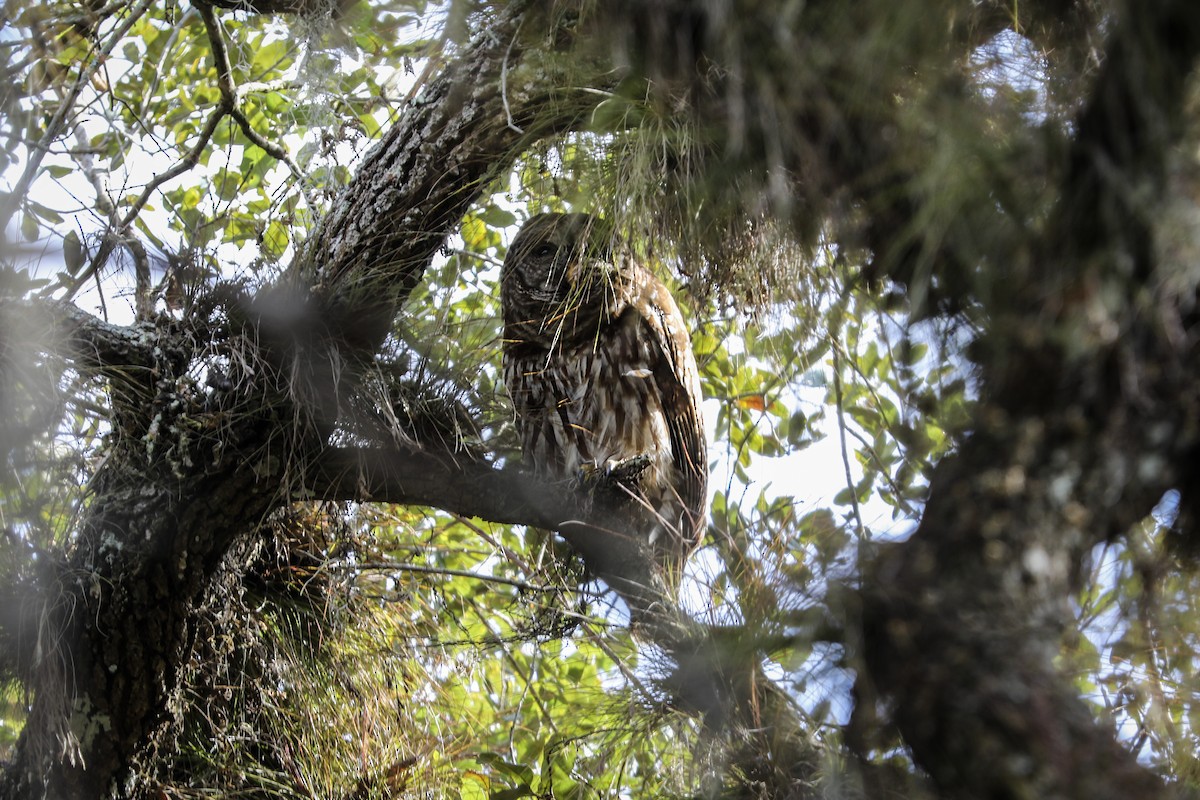 Barred Owl - ML535470281