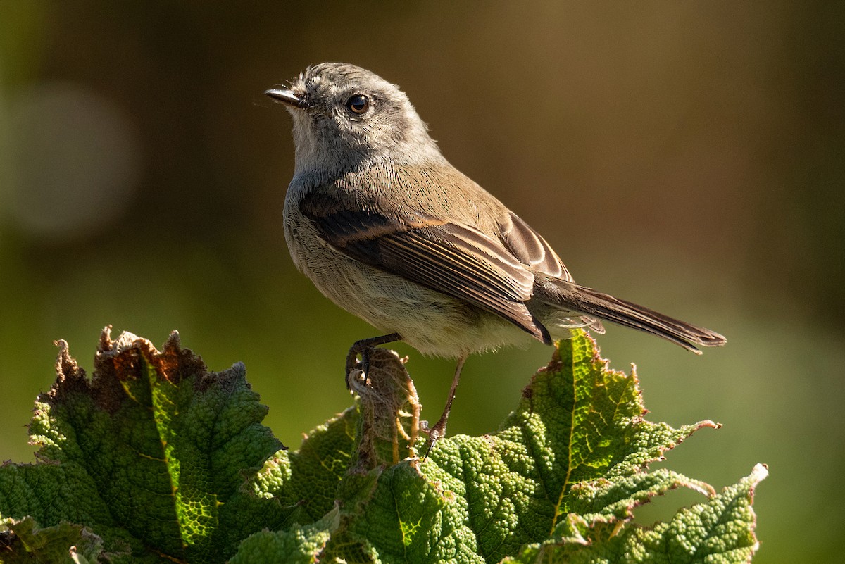 Patagonian Tyrant - ML535472321