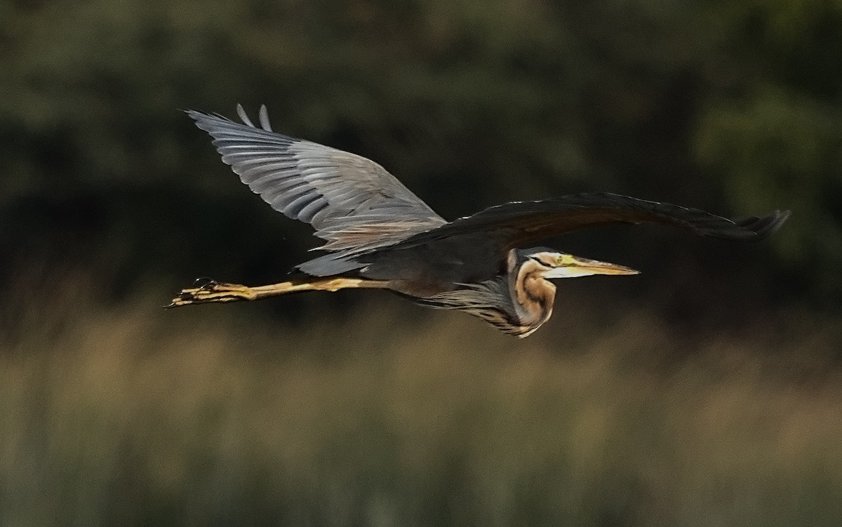 Purple Heron - ML535477081