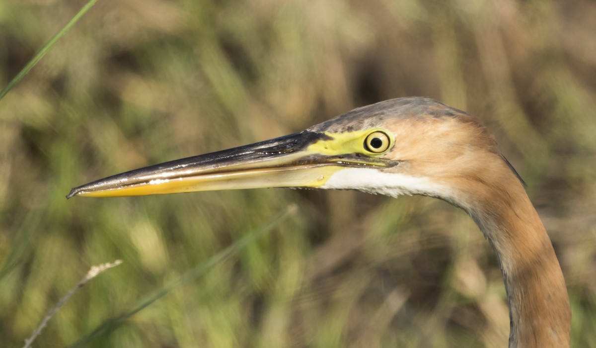 Purple Heron - jaysukh parekh Suman