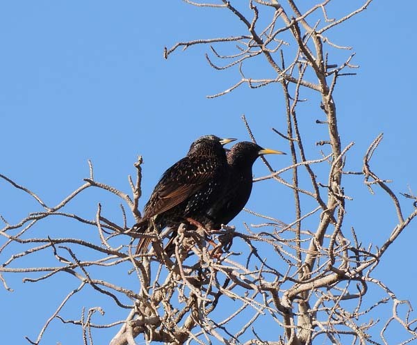 European Starling - ML535477781