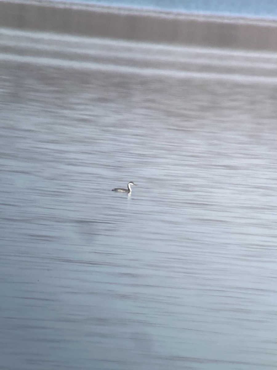 Western Grebe - ML535479201