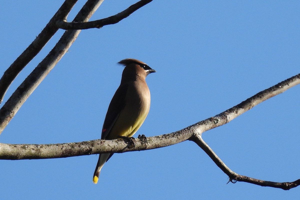 Cedar Waxwing - ML535481101