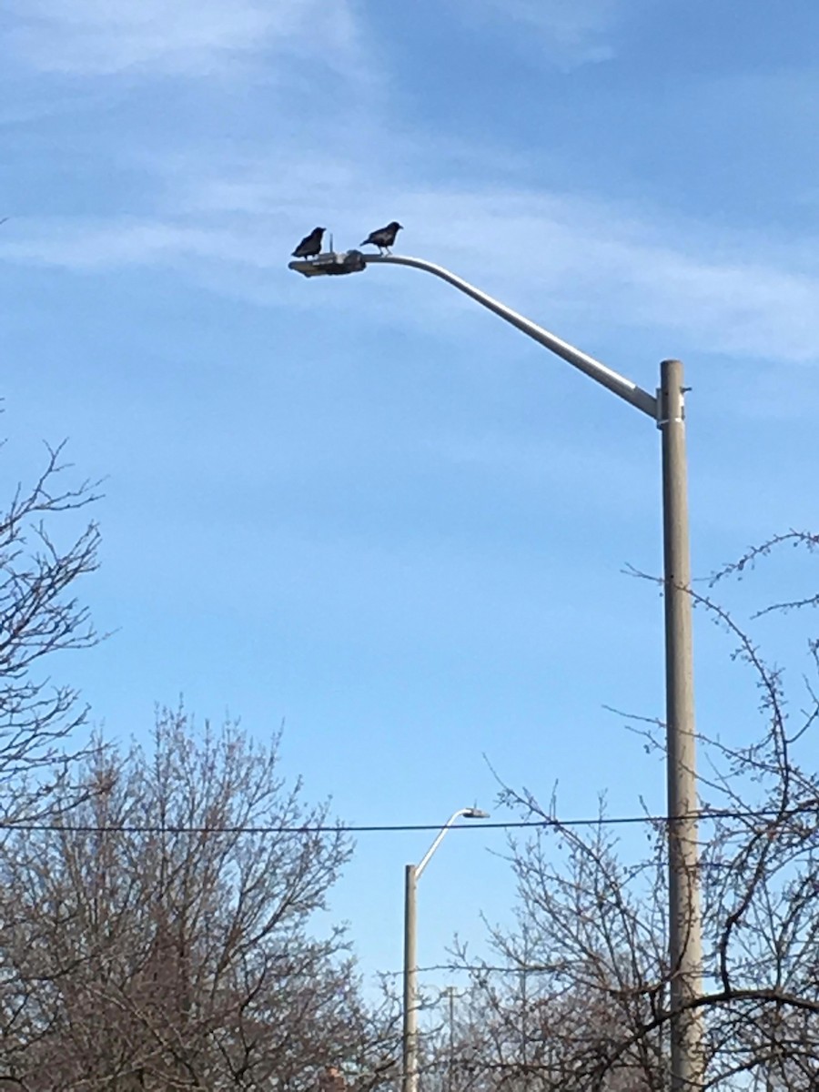 American Crow - ML53548111