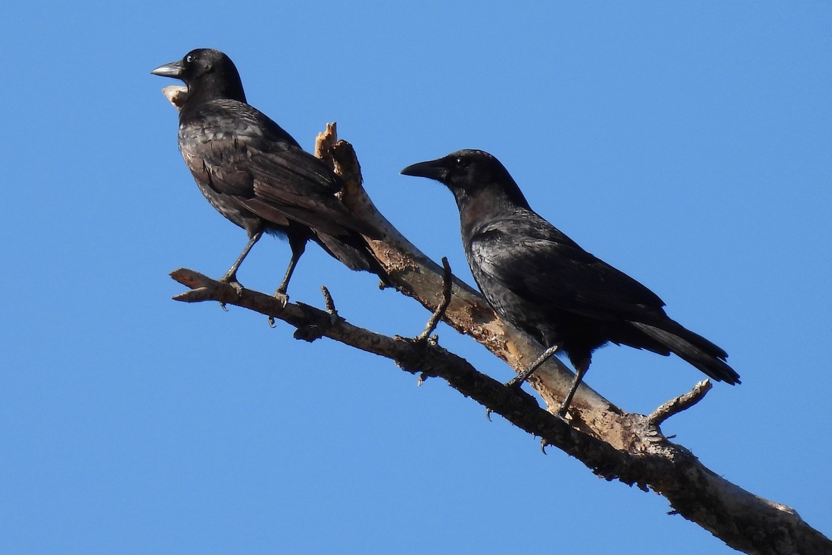 American Crow - ML535481811