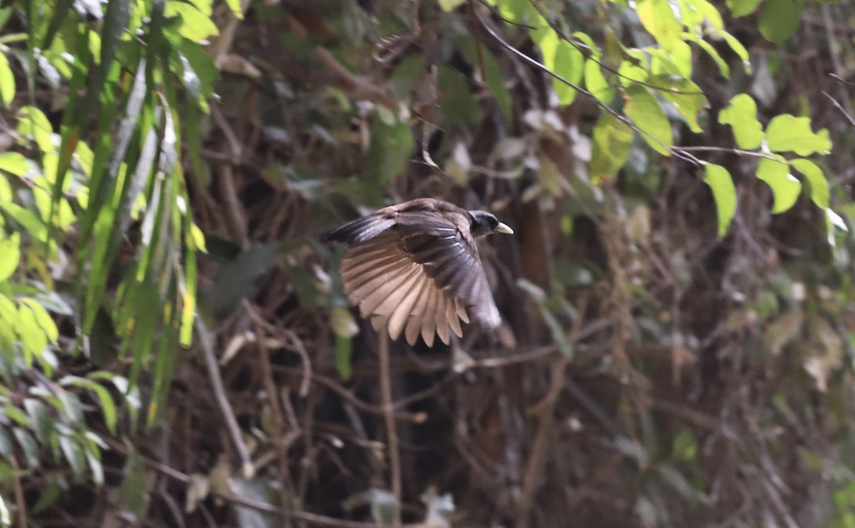 Capuchin Babbler (Gray-hooded) - Anthony Collerton