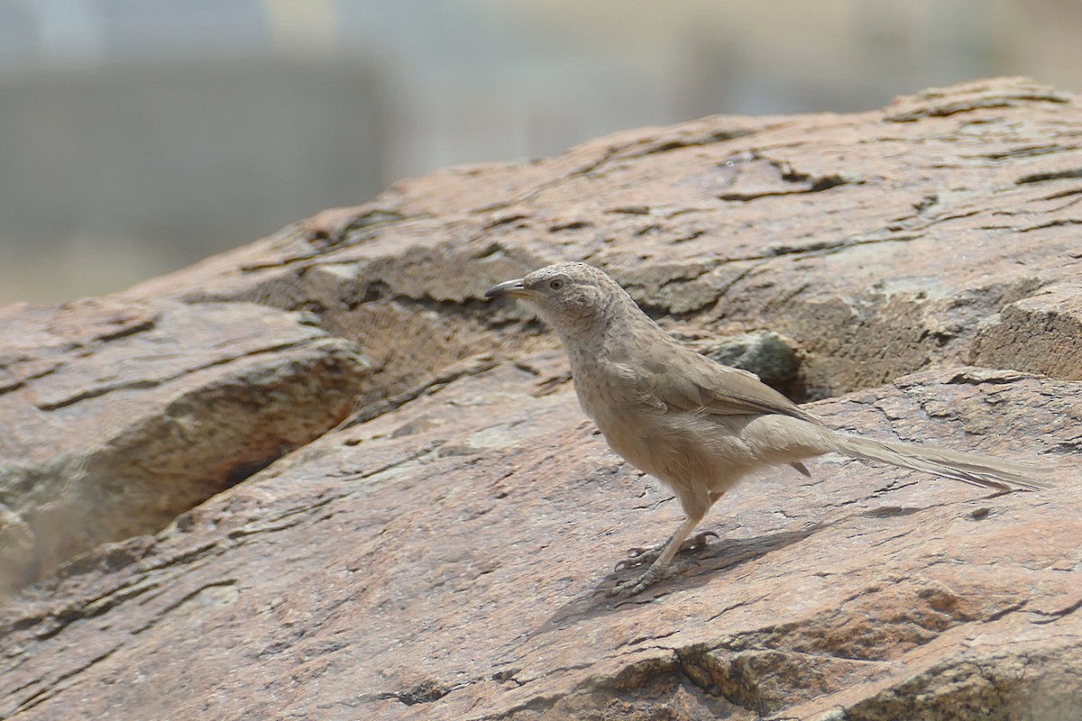 Arabian Babbler - ML535483091