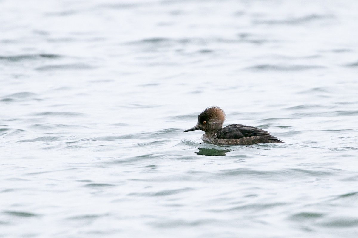 Hooded Merganser - Aaron Roberge