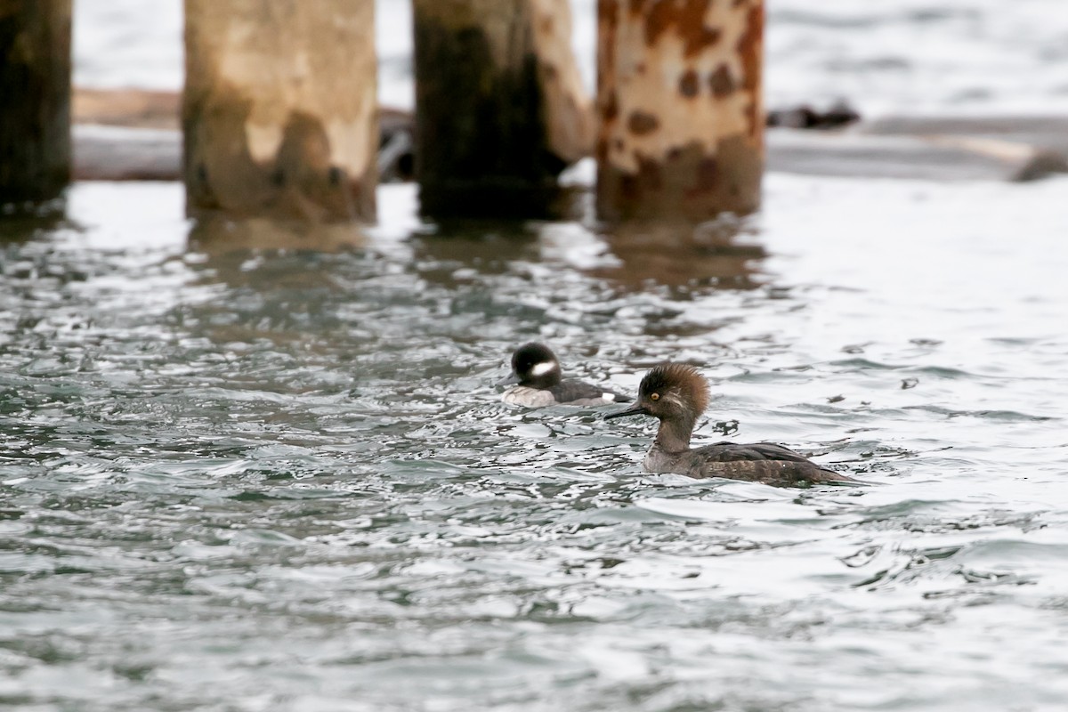 Hooded Merganser - Aaron Roberge