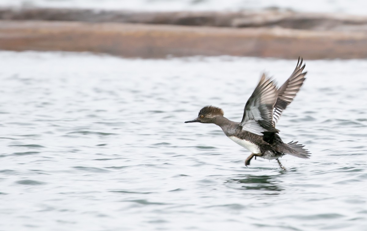 Hooded Merganser - Aaron Roberge