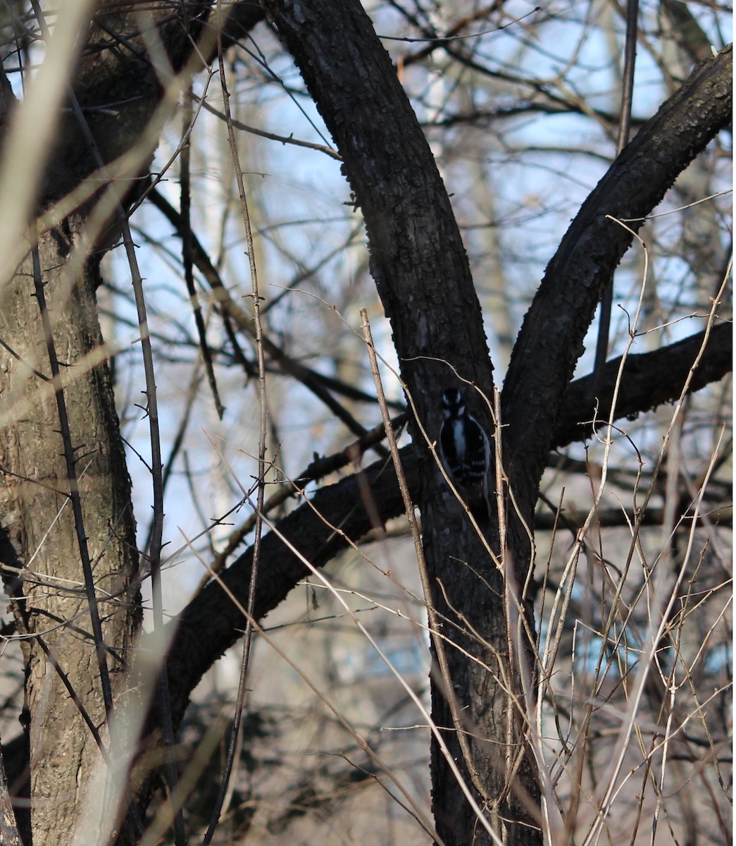 Downy/Hairy Woodpecker - ML53548591