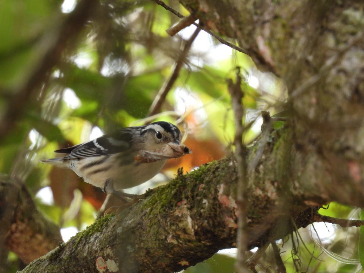 Black-and-white Warbler - ML535486611