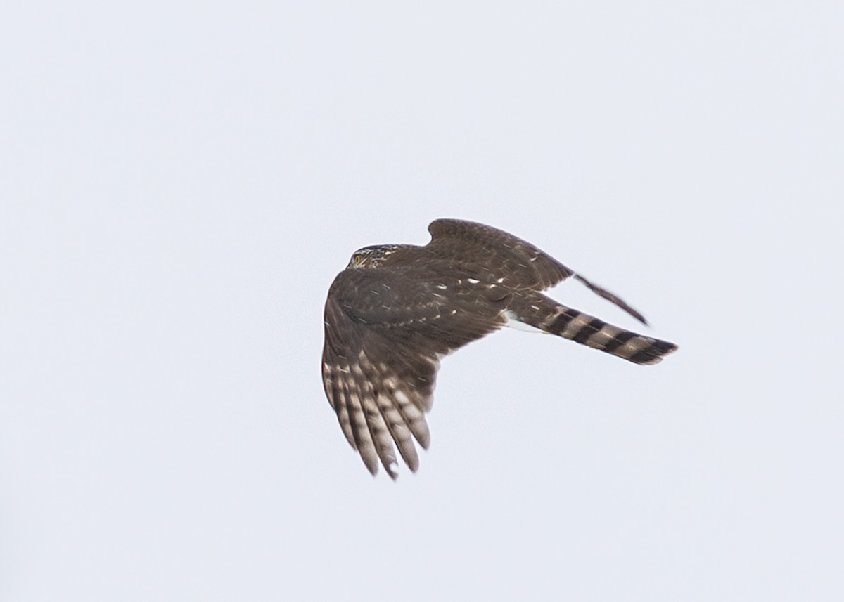 Sharp-shinned Hawk - ML535487801