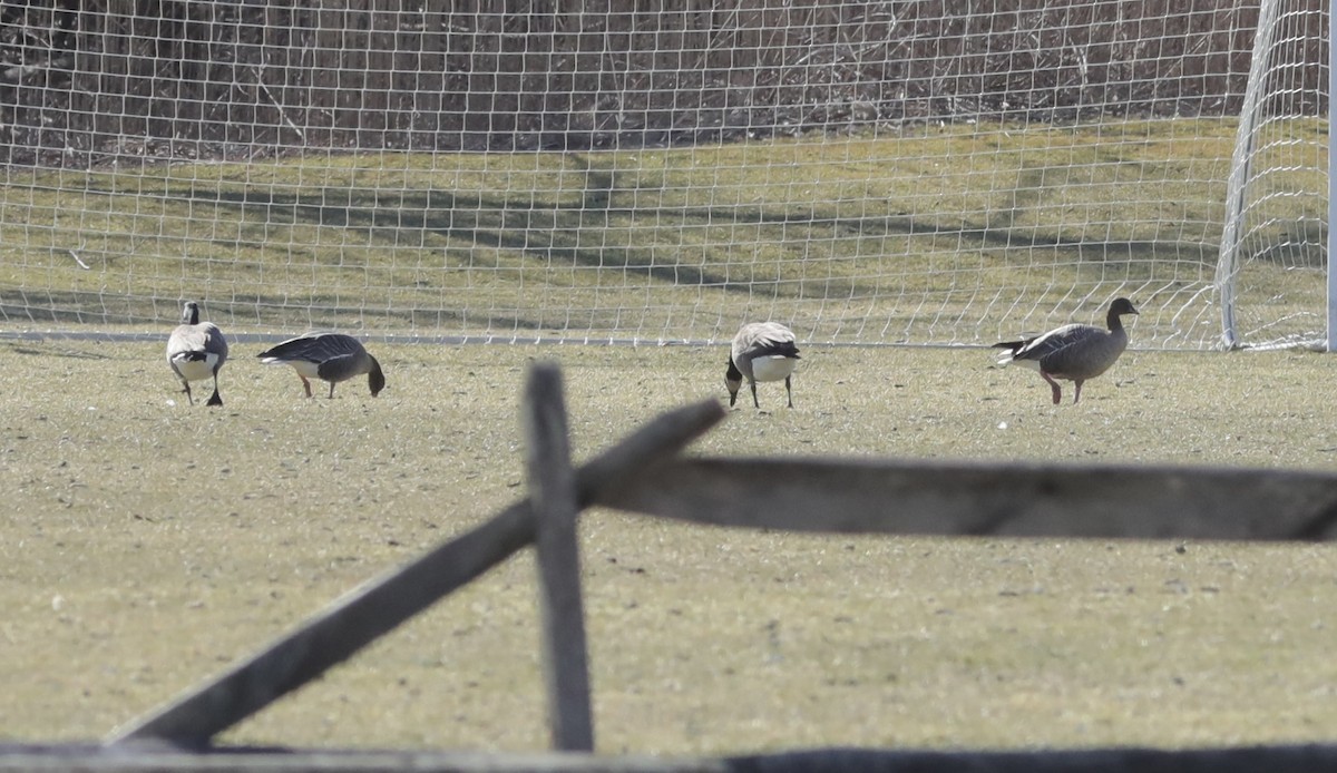 Pink-footed Goose - ML535489941