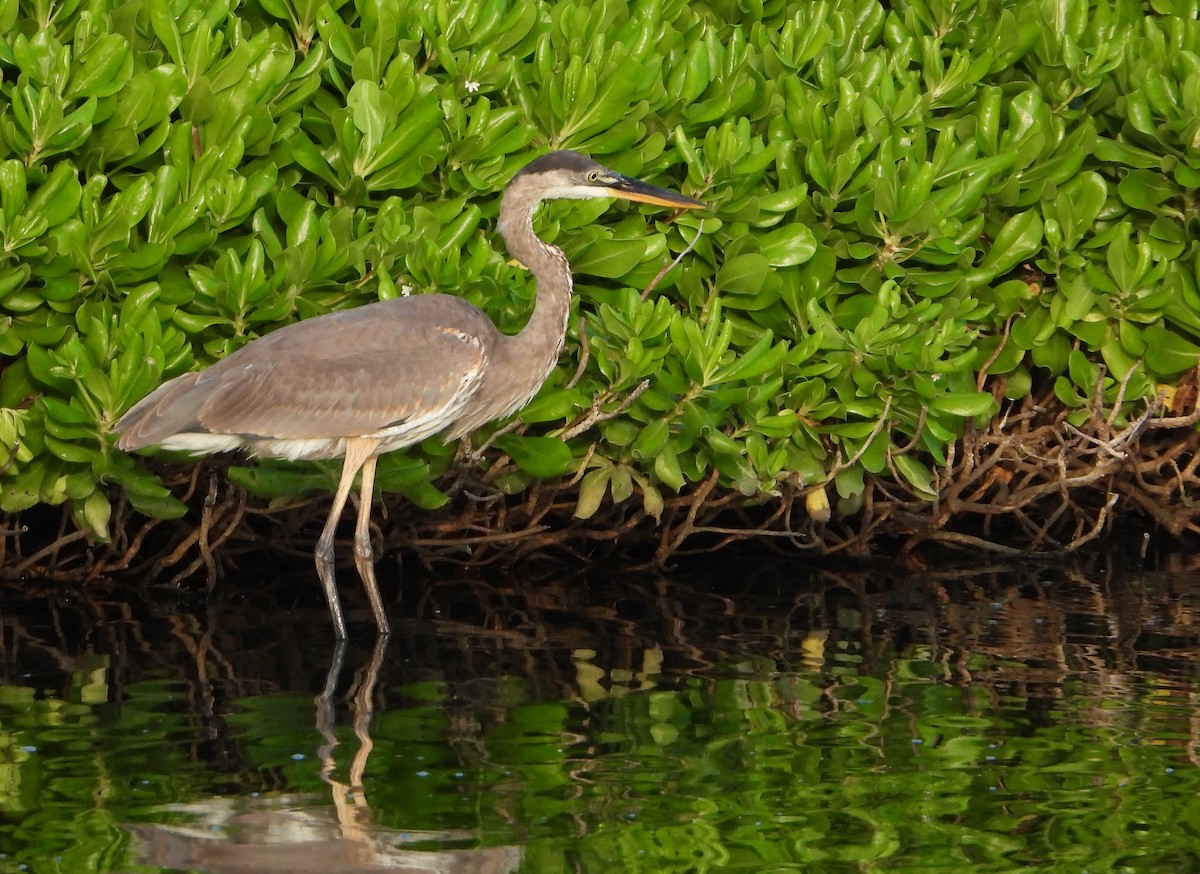 Great Blue Heron - ML535490071