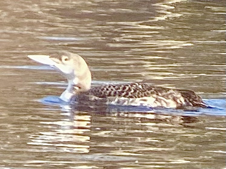 Common Loon - ML535491641