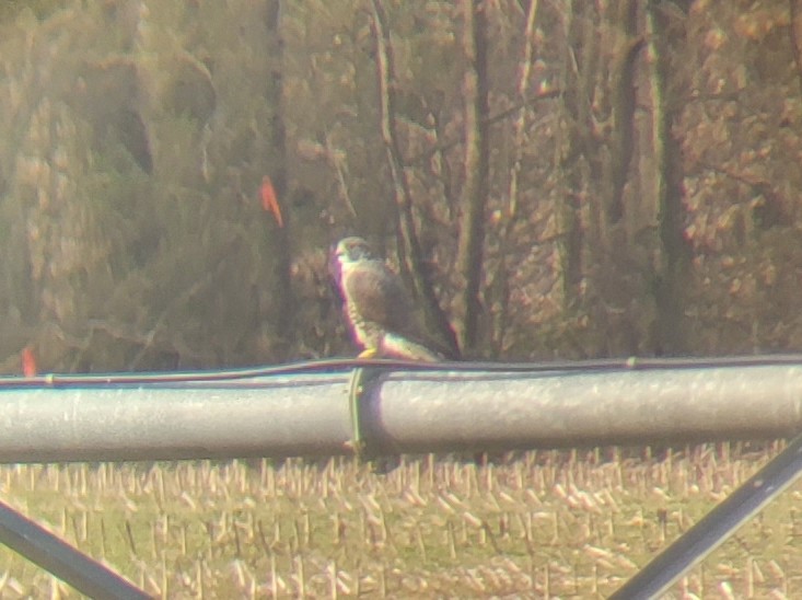 Peregrine Falcon - ML535492421