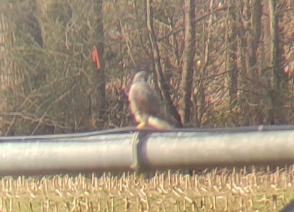 Peregrine Falcon - ML535492581