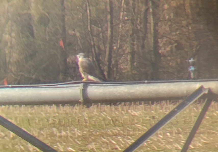 Peregrine Falcon - ML535492591