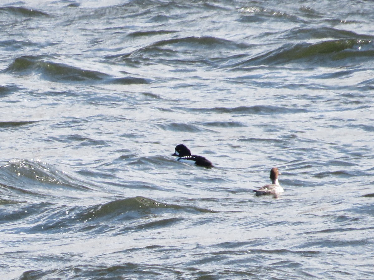 Barrow's Goldeneye - ML535493101