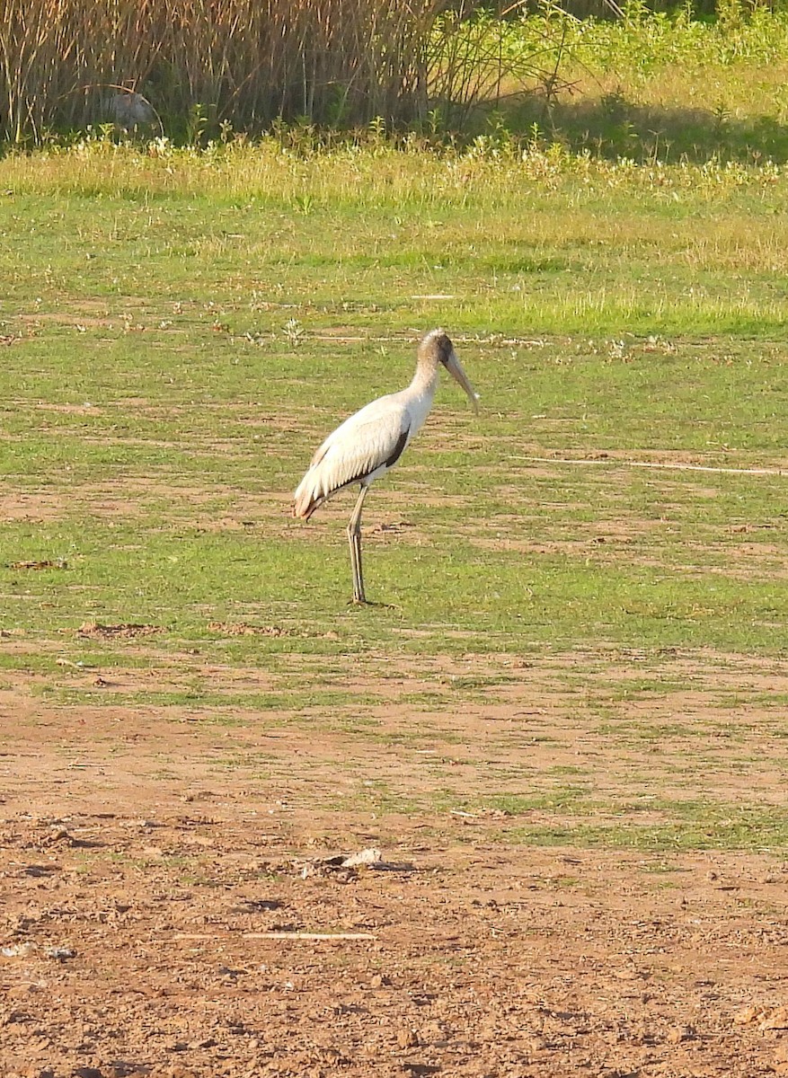 Wood Stork - ML535494991