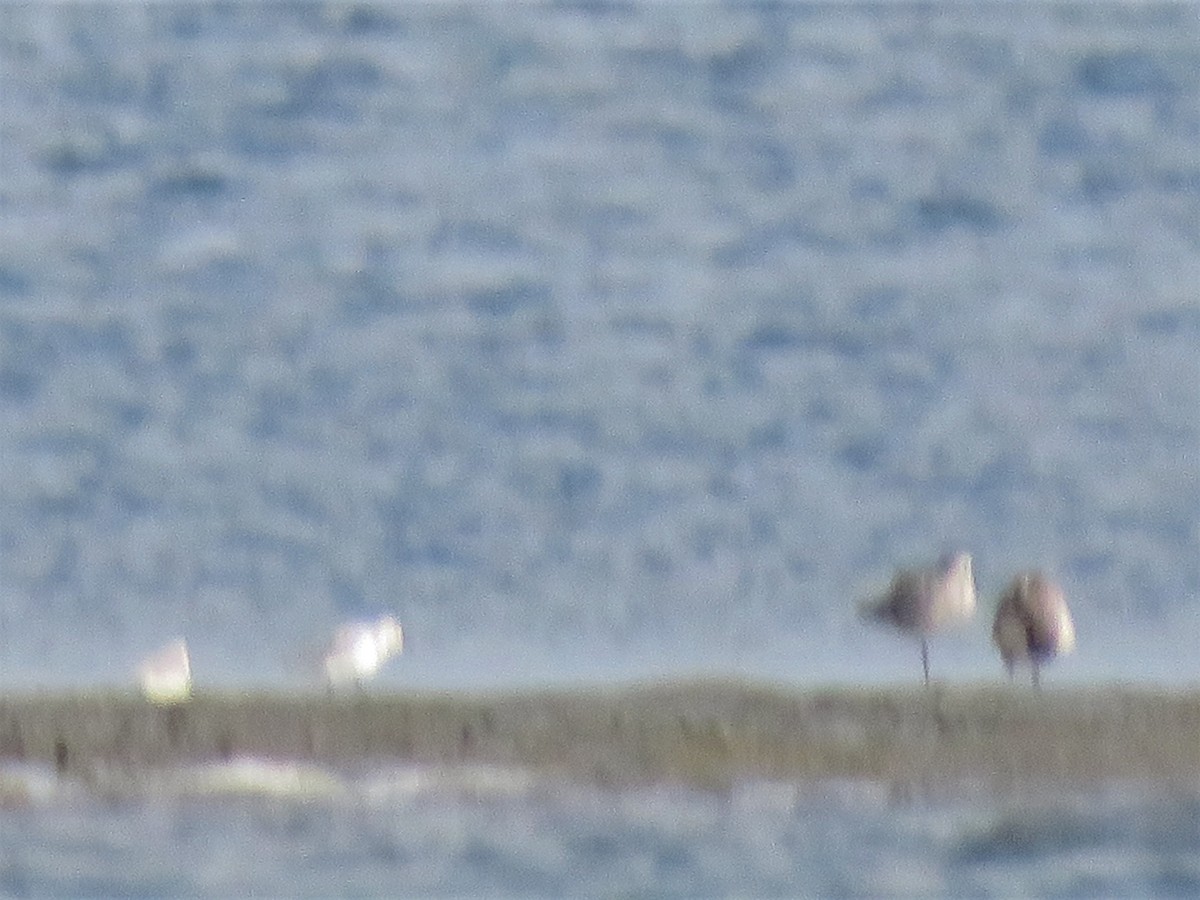 Bécasseau sanderling - ML535495411