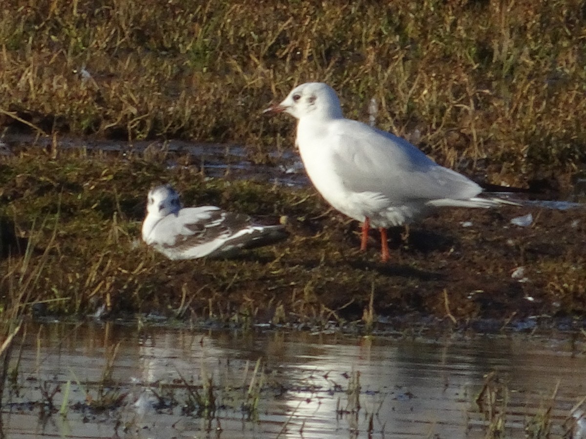 Little Gull - ML535496111