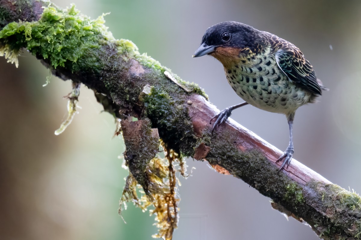 Rufous-throated Tanager - Ben  Lucking